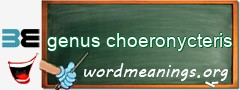WordMeaning blackboard for genus choeronycteris